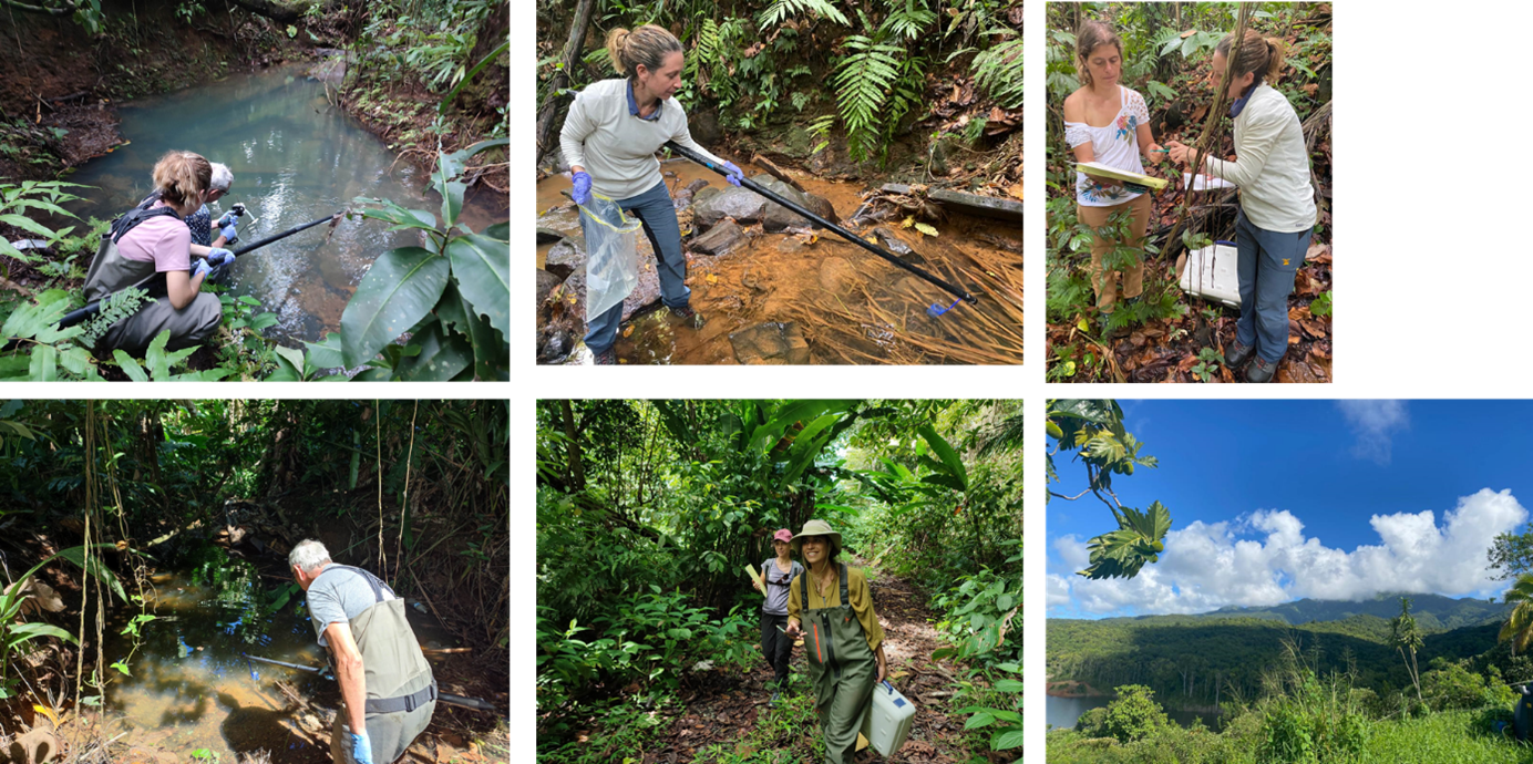 Exploring Guadeloupe: BCOMING's Latest Mission in Aquatic Diversity